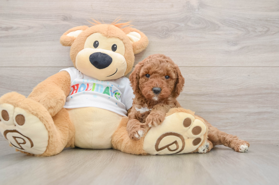 5 week old Mini Goldendoodle Puppy For Sale - Windy City Pups