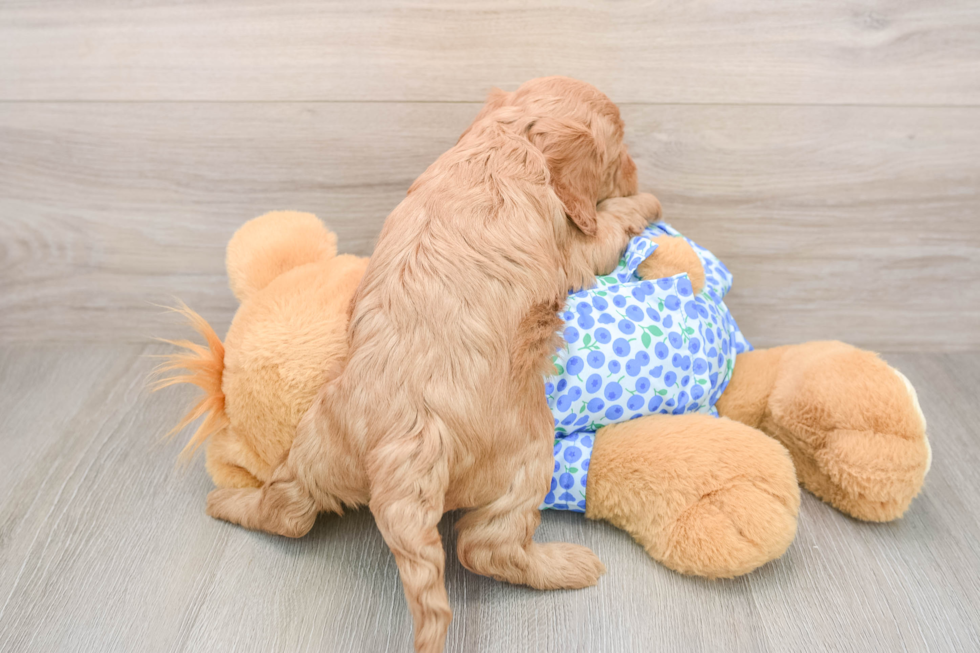 Sweet Mini Goldendoodle Baby