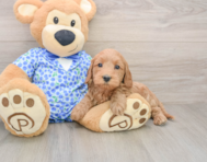8 week old Mini Goldendoodle Puppy For Sale - Windy City Pups