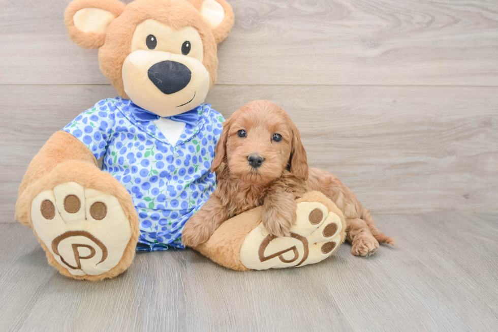 Mini Goldendoodle Pup Being Cute