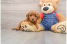 Best Mini Goldendoodle Baby