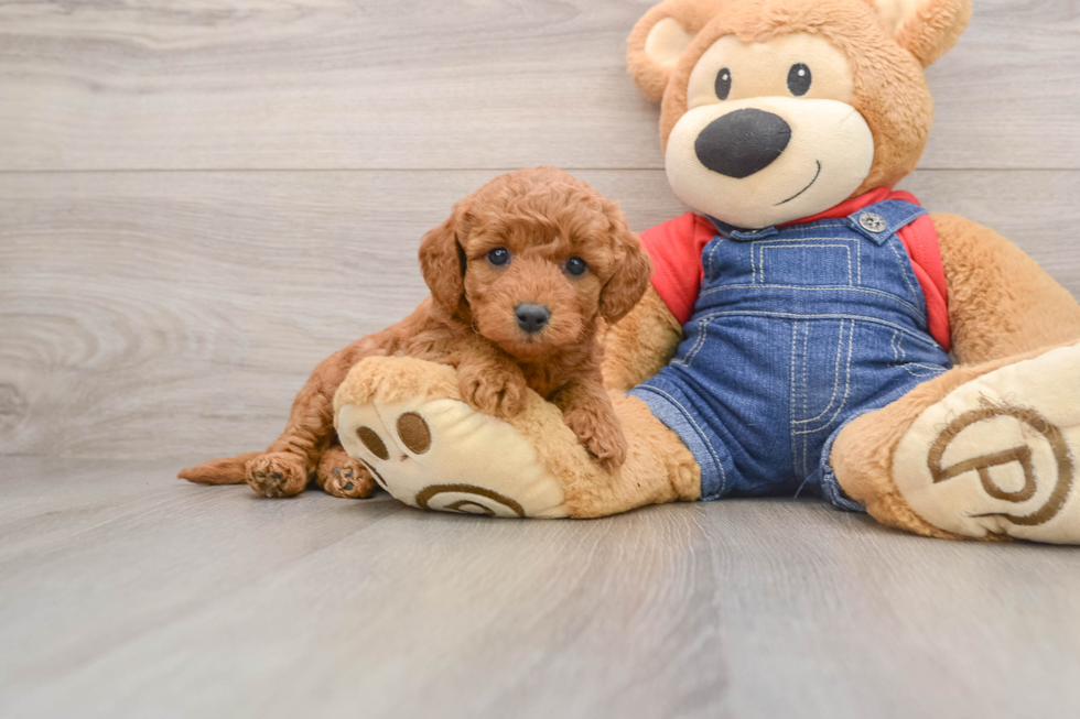 Best Mini Goldendoodle Baby