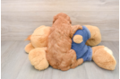 Cute Mini Goldendoodle Baby