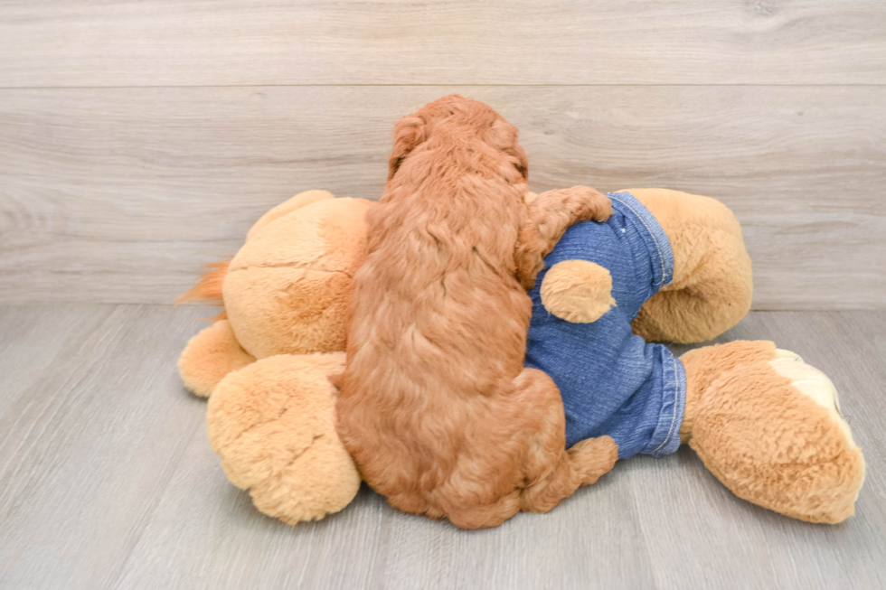 Cute Mini Goldendoodle Baby