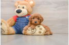 Sweet Mini Goldendoodle Baby