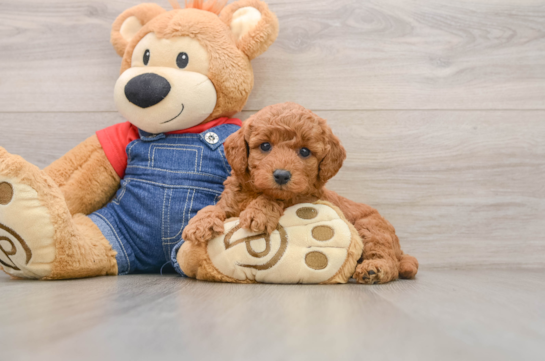 Sweet Mini Goldendoodle Baby