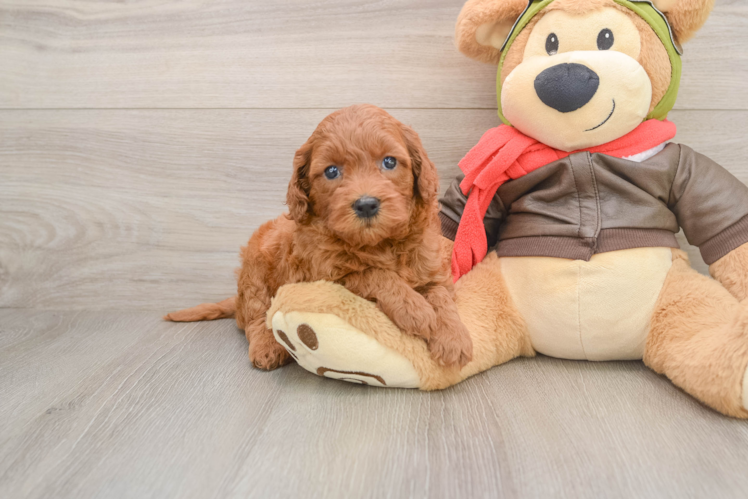 Hypoallergenic Mini Goldiepoo Poodle Mix Puppy