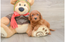 Friendly Mini Goldendoodle Baby