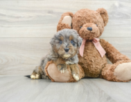 7 week old Mini Goldendoodle Puppy For Sale - Windy City Pups