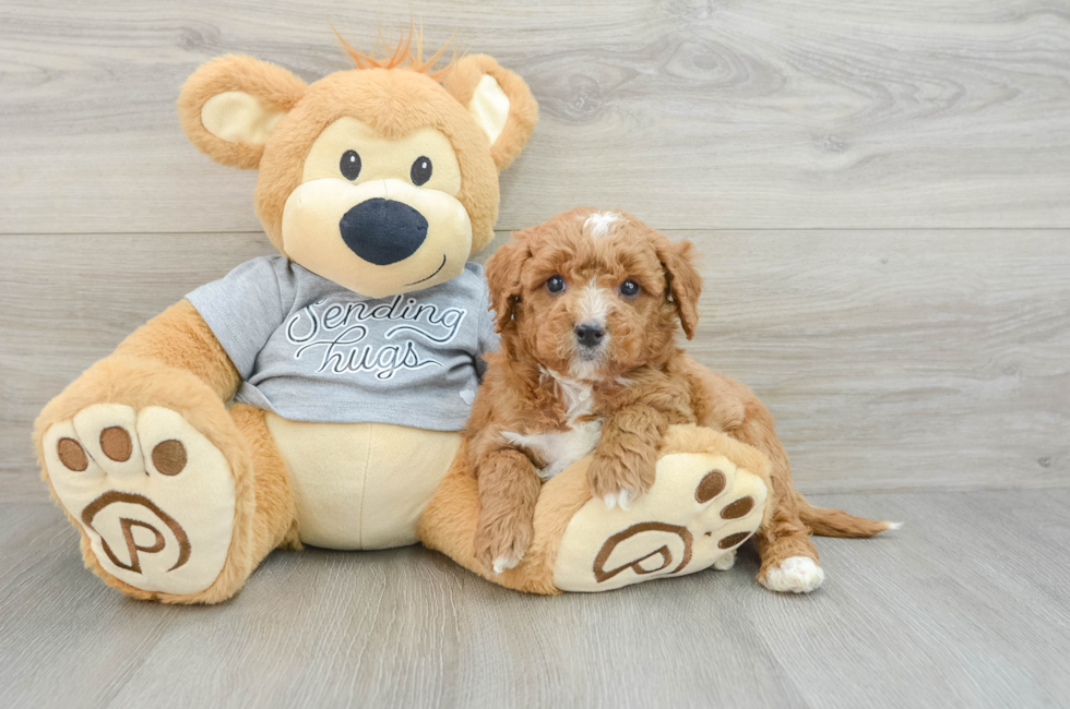 6 week old Mini Goldendoodle Puppy For Sale - Windy City Pups