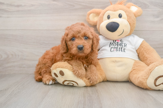 Fluffy Mini Goldendoodle Poodle Mix Pup