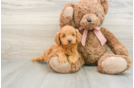 Cute Mini Goldendoodle Baby