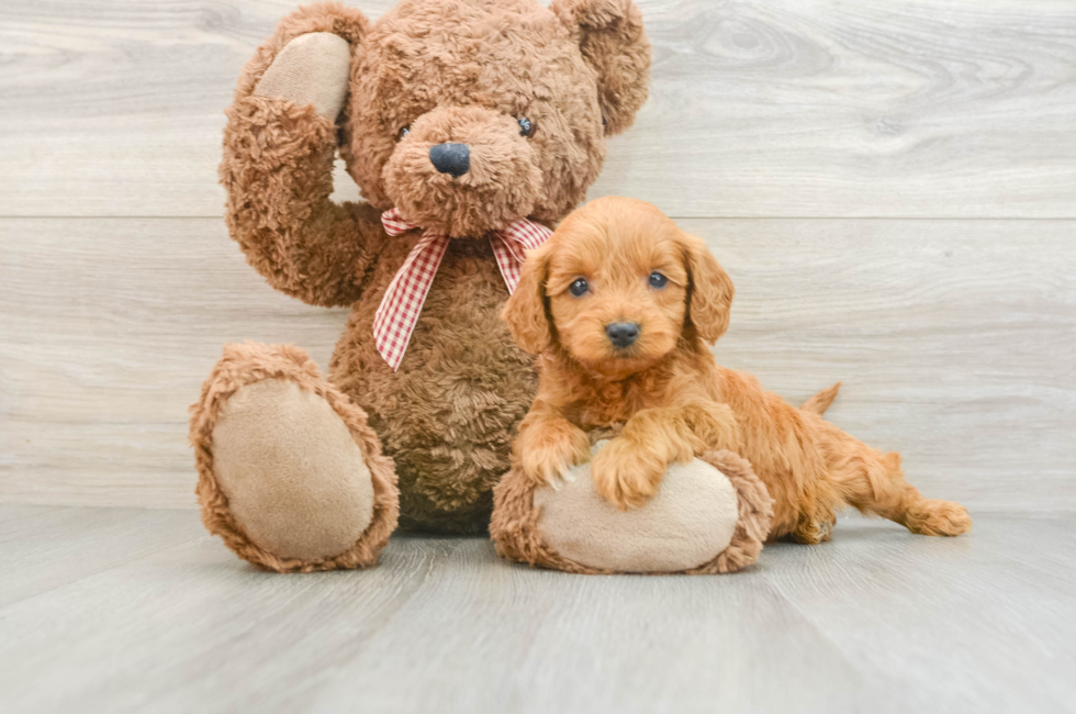 5 week old Mini Goldendoodle Puppy For Sale - Windy City Pups