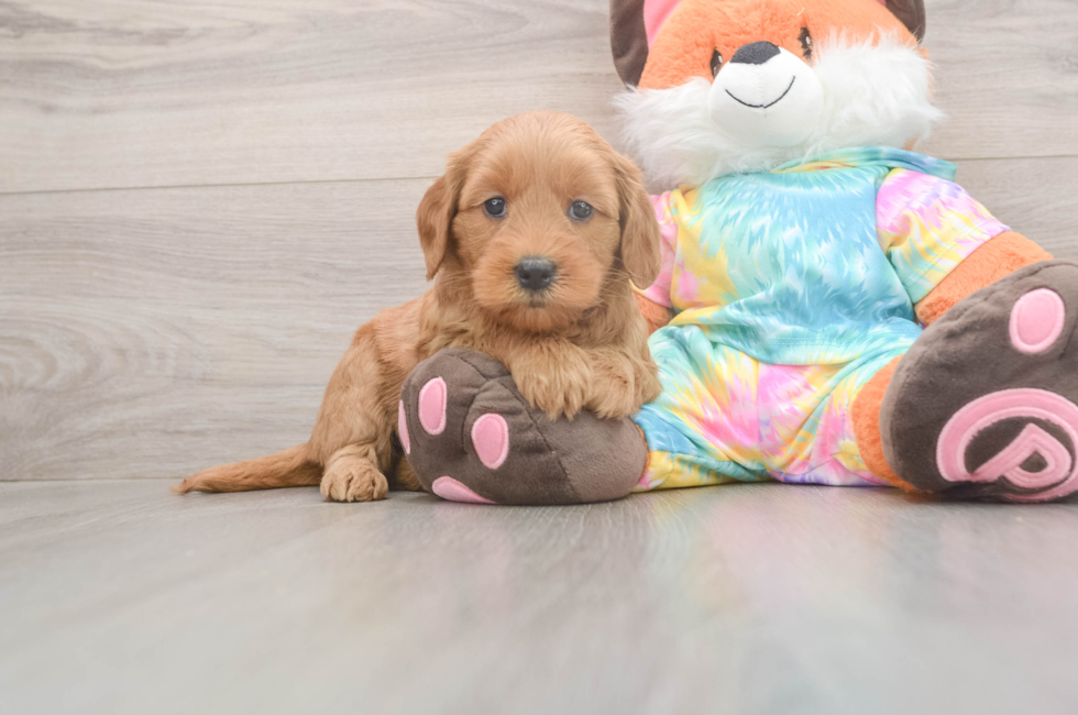 5 week old Mini Goldendoodle Puppy For Sale - Windy City Pups
