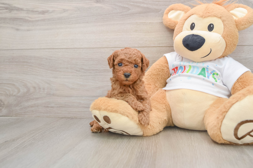 5 week old Mini Goldendoodle Puppy For Sale - Windy City Pups