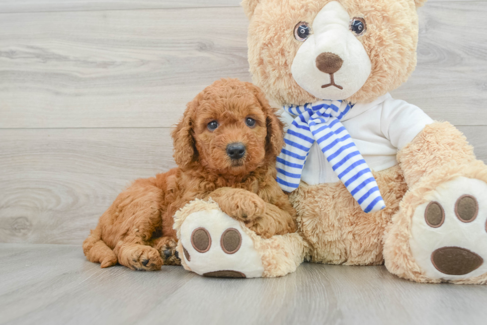 Mini Goldendoodle Puppy for Adoption