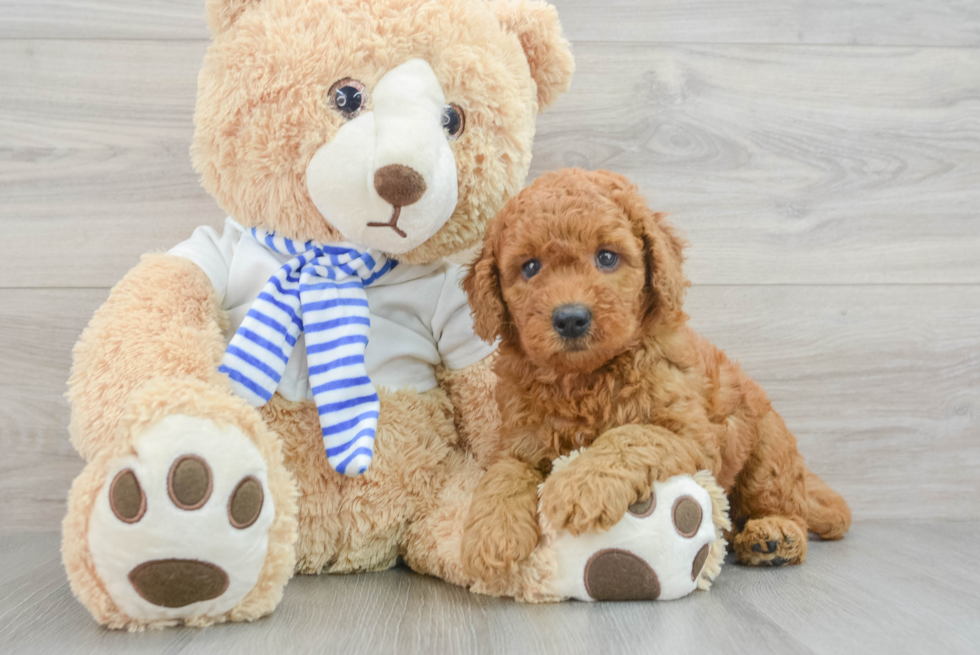 Happy Mini Goldendoodle Baby