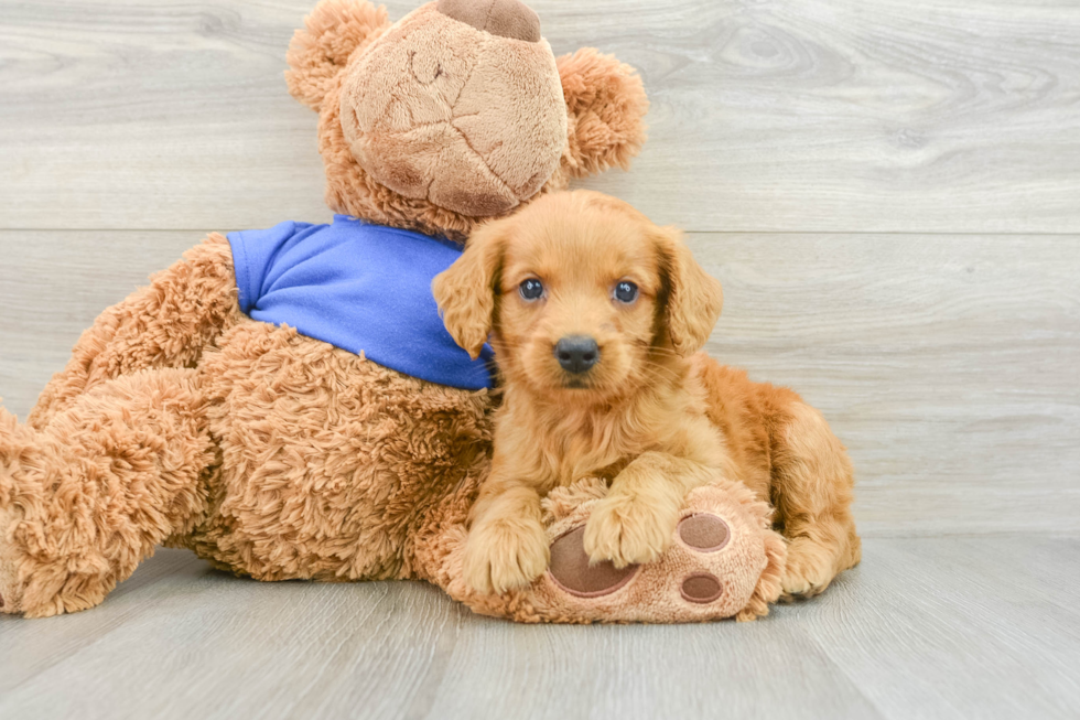 Happy Mini Goldendoodle Baby