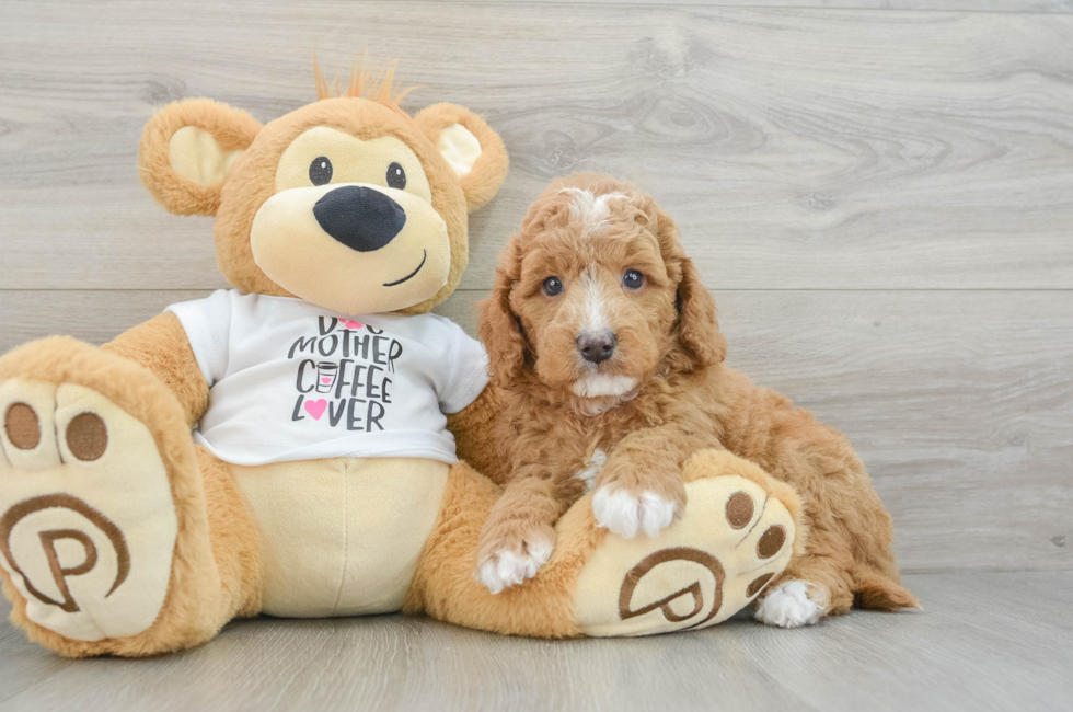 5 week old Mini Goldendoodle Puppy For Sale - Windy City Pups