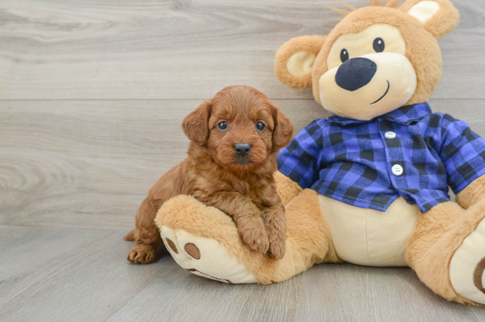 7 week old Mini Goldendoodle Puppy For Sale - Windy City Pups