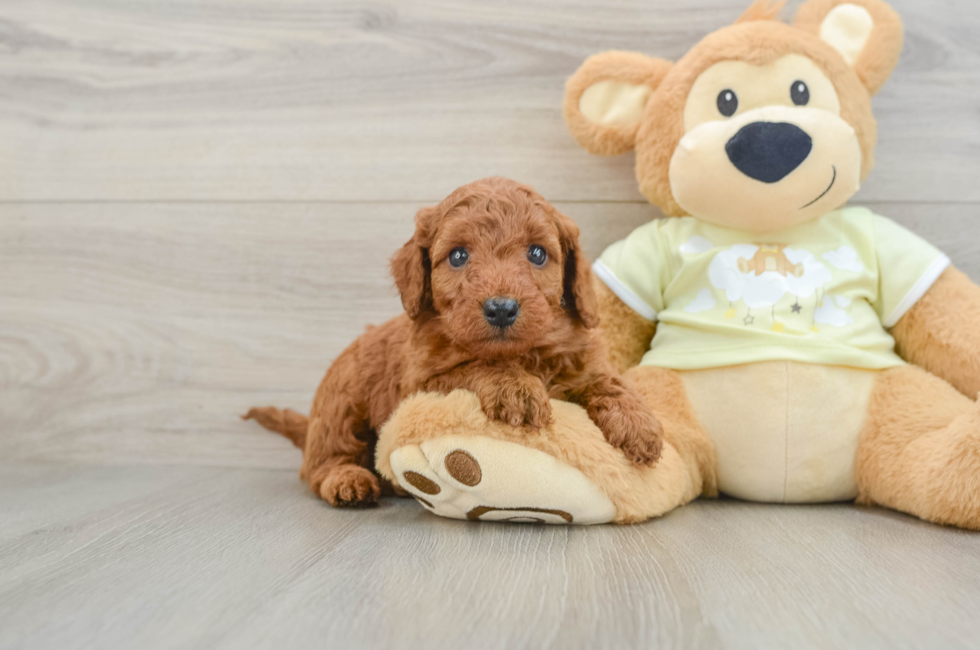 5 week old Mini Goldendoodle Puppy For Sale - Windy City Pups