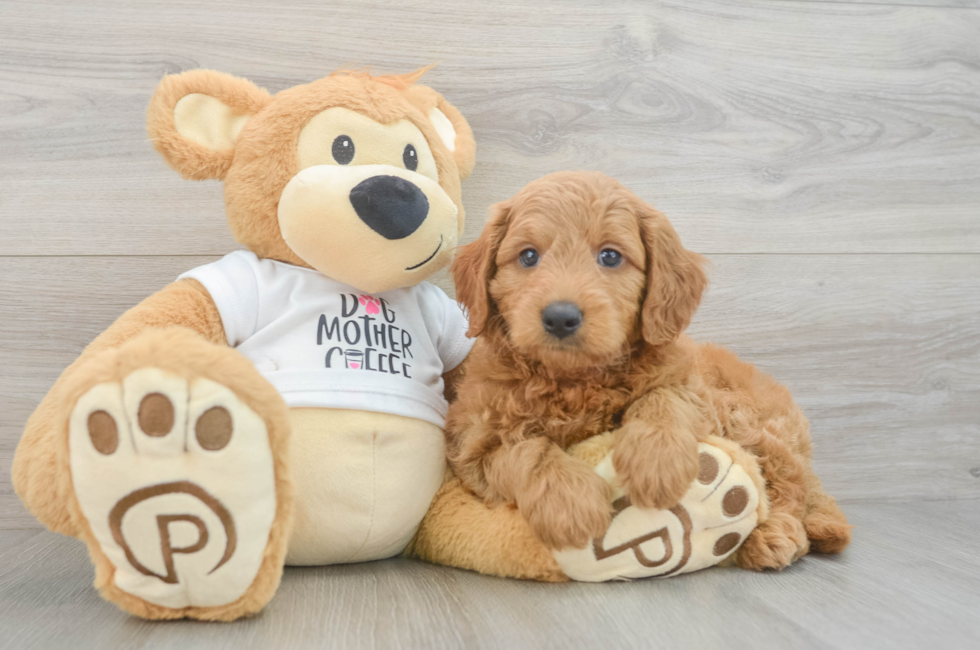 6 week old Mini Goldendoodle Puppy For Sale - Windy City Pups