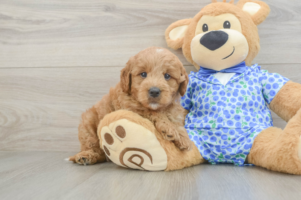 5 week old Mini Goldendoodle Puppy For Sale - Windy City Pups