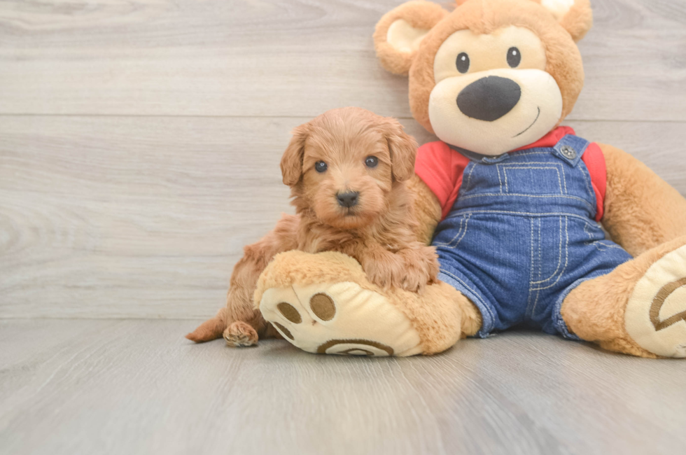 5 week old Mini Goldendoodle Puppy For Sale - Windy City Pups