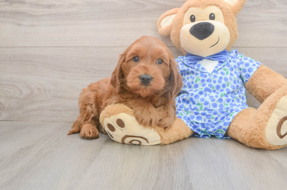 6 week old Mini Goldendoodle Puppy For Sale - Windy City Pups