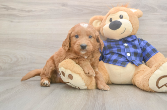 5 week old Mini Goldendoodle Puppy For Sale - Windy City Pups Mini Goldendoodle Pup Being Cute