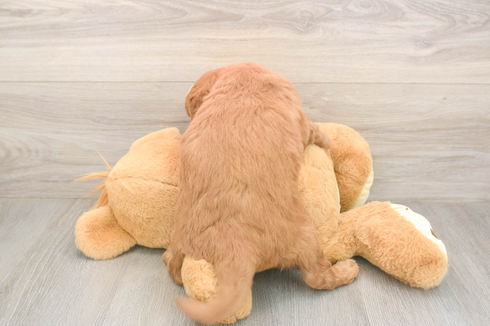 Best Mini Goldendoodle Baby