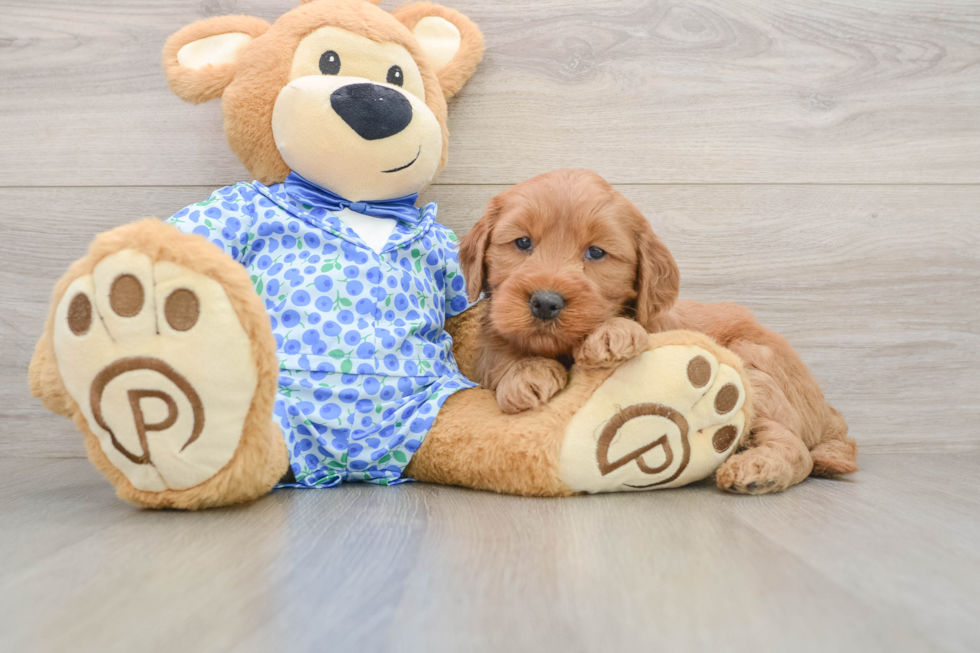 Best Mini Goldendoodle Baby