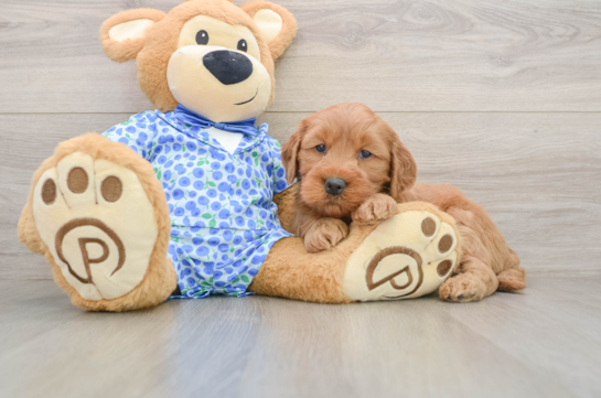 Best Mini Goldendoodle Baby