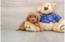 Mini Goldendoodle Pup Being Cute