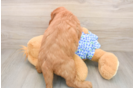 Happy Mini Goldendoodle Baby