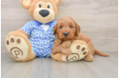 Mini Goldendoodle Puppy for Adoption