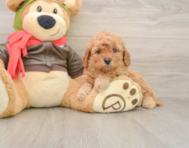 7 week old Mini Goldendoodle Puppy For Sale - Windy City Pups