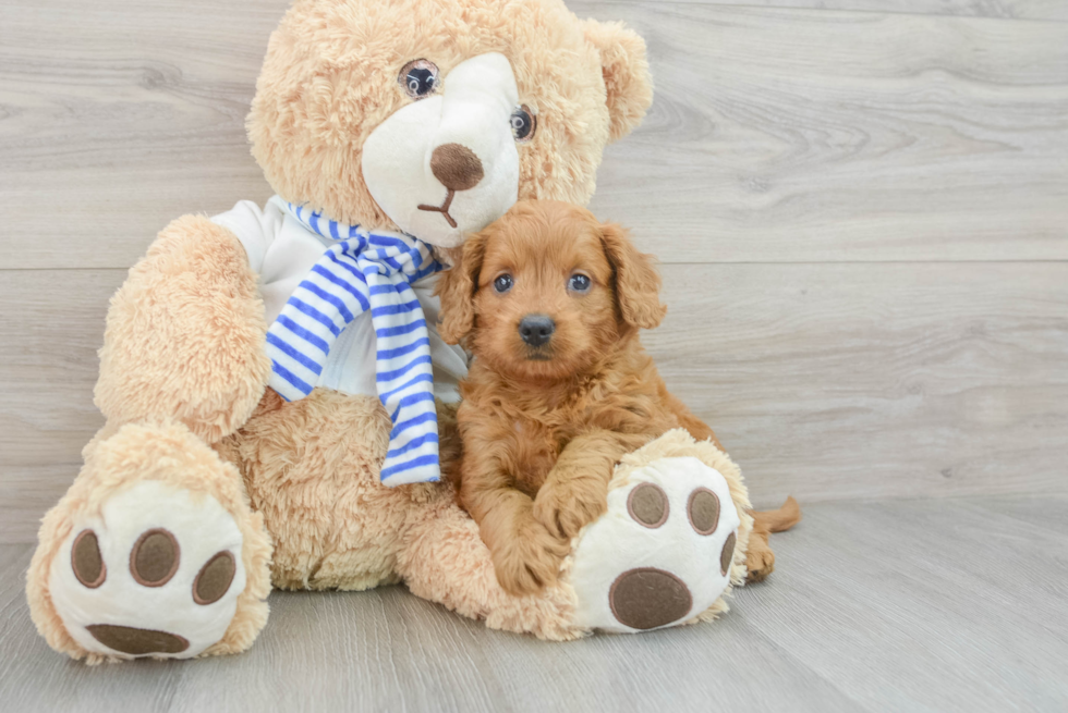 Small Mini Goldendoodle Baby