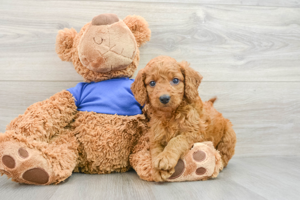 Petite Mini Goldendoodle Poodle Mix Pup