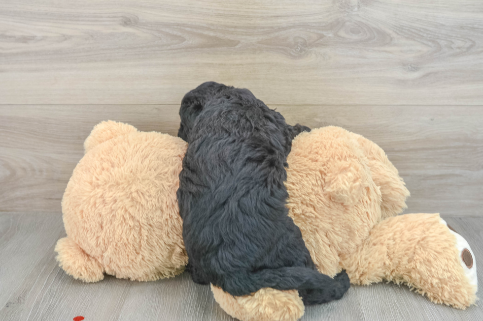 Energetic Golden Doodle Poodle Mix Puppy