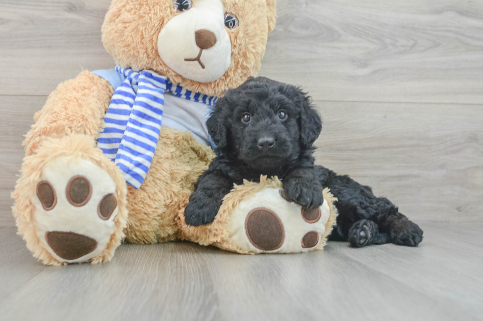 Adorable Golden Retriever Poodle Mix Poodle Mix Puppy