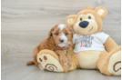 Best Mini Goldendoodle Baby