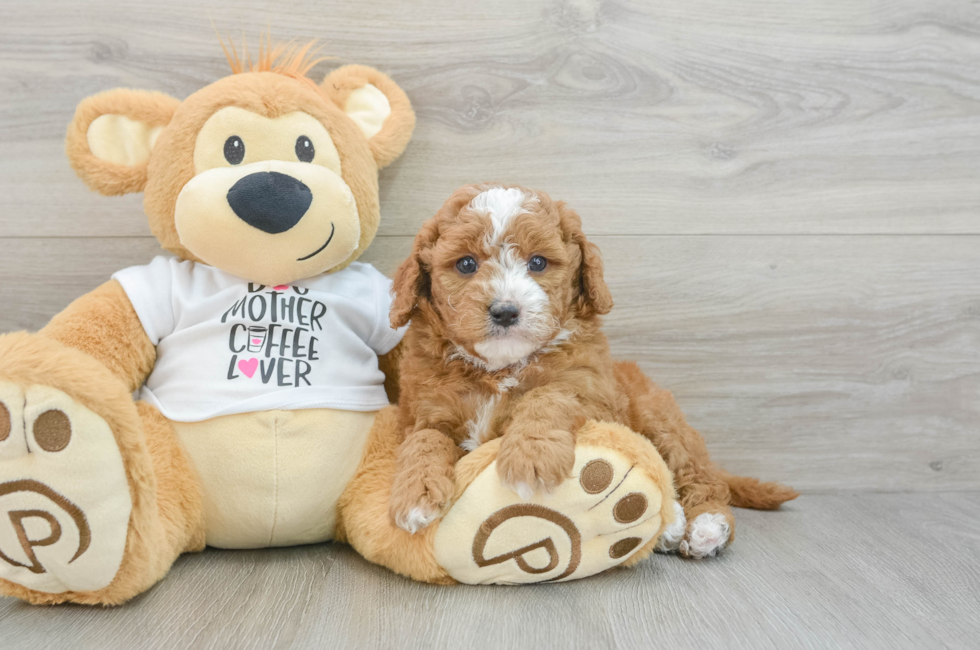 5 week old Mini Goldendoodle Puppy For Sale - Windy City Pups