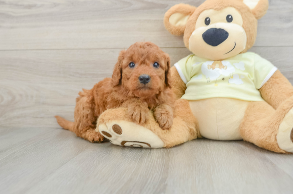 5 week old Mini Goldendoodle Puppy For Sale - Windy City Pups