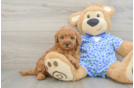 Popular Mini Goldendoodle Poodle Mix Pup