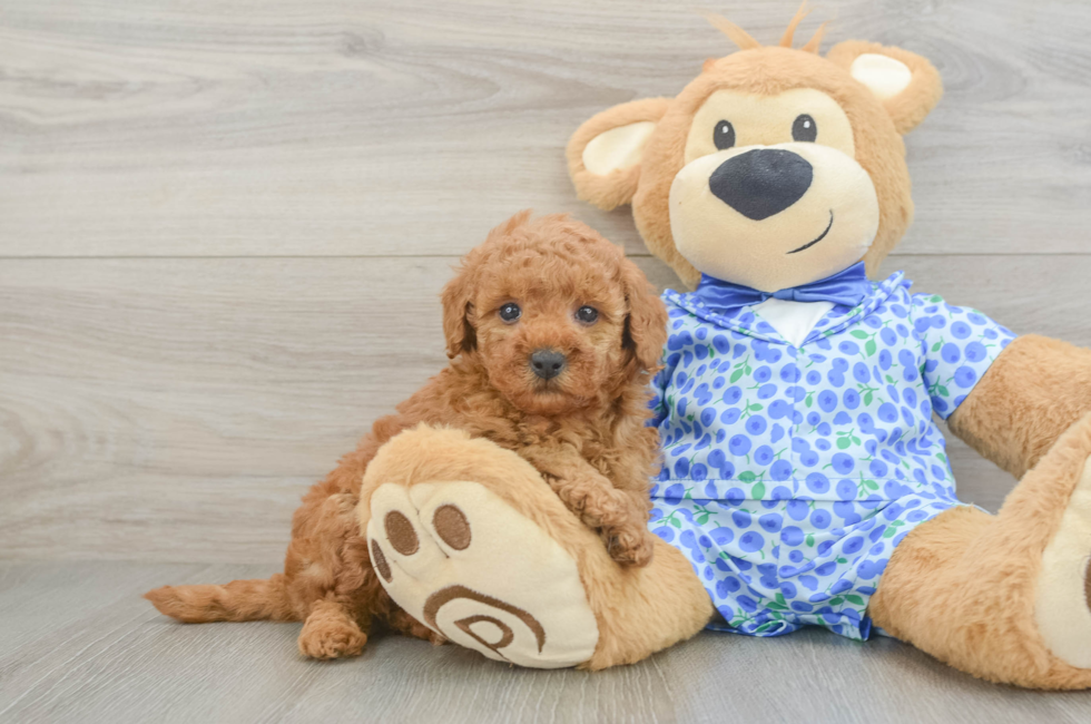 5 week old Mini Goldendoodle Puppy For Sale - Windy City Pups