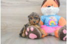 Mini Goldendoodle Puppy for Adoption
