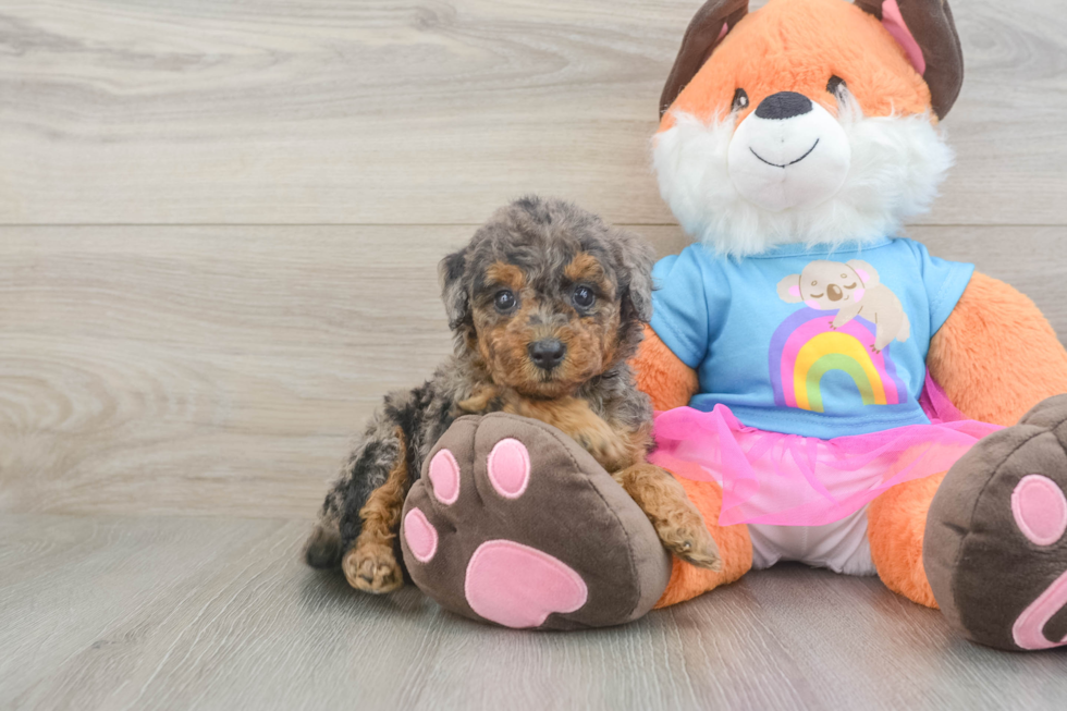 Mini Goldendoodle Puppy for Adoption