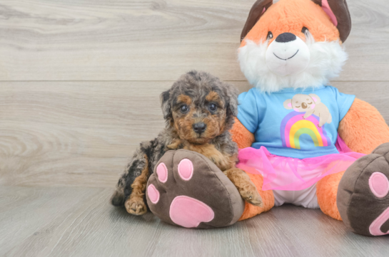 Mini Goldendoodle Puppy for Adoption