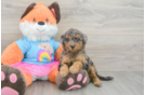 Little Mini Goldenpoo Poodle Mix Puppy
